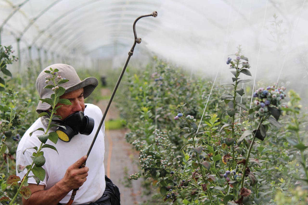 spraying chemicals