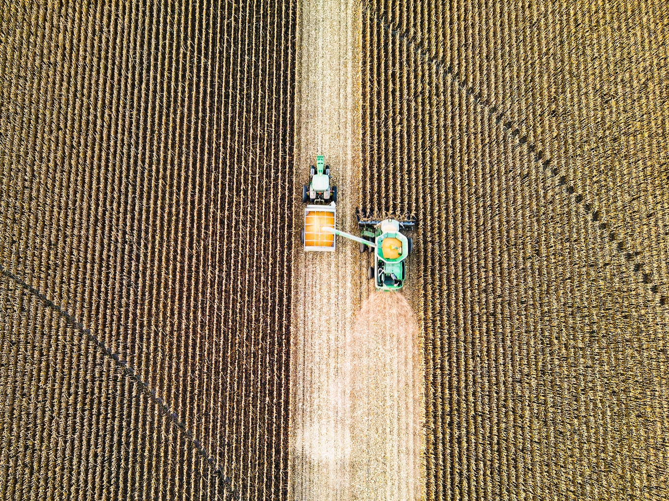 VegNews.CornField.TaylorSebert.Unsplash