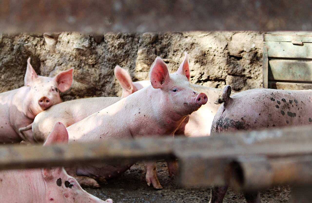 VegNews.factoryfarminghealthrisk.pexels