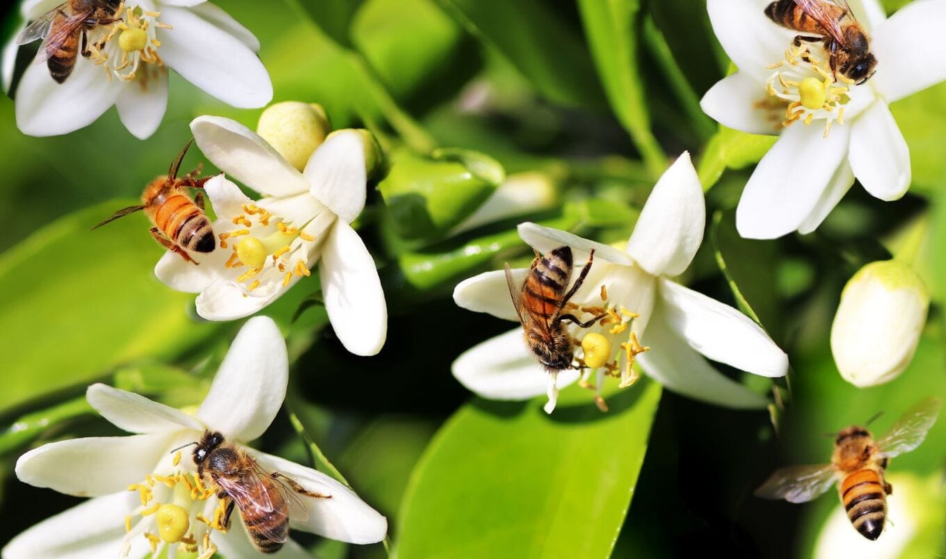 bees on flowers